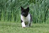 AKITA AMERICAIN 498
